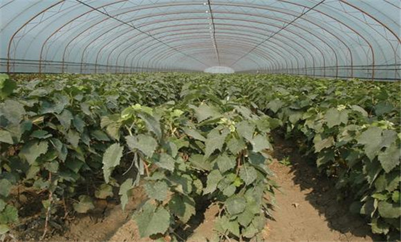 什么是粉塵農(nóng)藥，它有什么特點(diǎn)