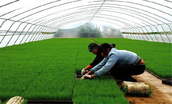 加強秧田培管，培育健壯秧苗