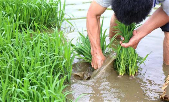 及時耕翻曬垡，施足基肥