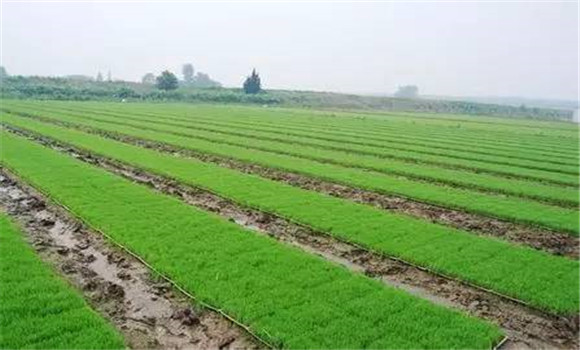 播種及蓋膜方法