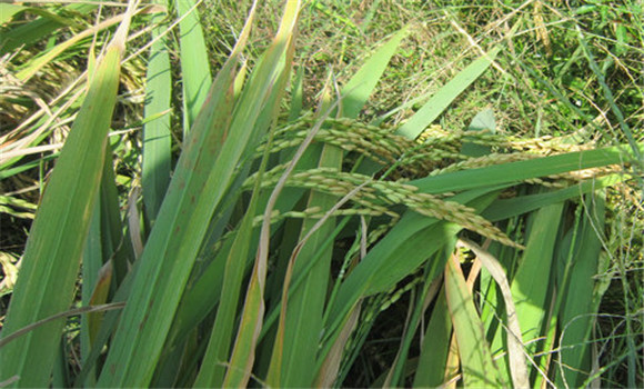 設(shè)置誘殺田，治小田壓基數(shù)