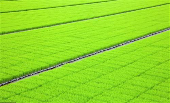 推廣水稻育秧配套技術(shù)，讓水稻多蘗壯苗的方法