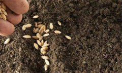 水稻生長(zhǎng)的各個(gè)階段需要什么樣的溫度條件？