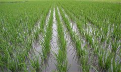 直播稻倒伏、草害嚴(yán)重怎么辦，應(yīng)對(duì)措施有哪些