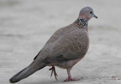 斑鳩吃什么食物？