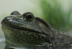 牛蛙的生活習性、變態(tài)特點與飼養(yǎng)要點