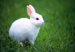 兔子拉稀怎么辦?