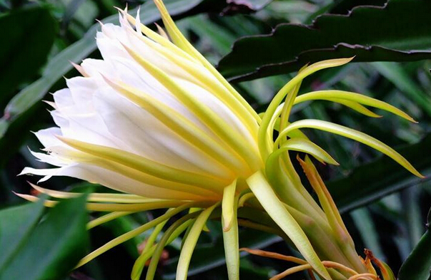 霸王花藥用價值和食用方法 花卉的功效與作用