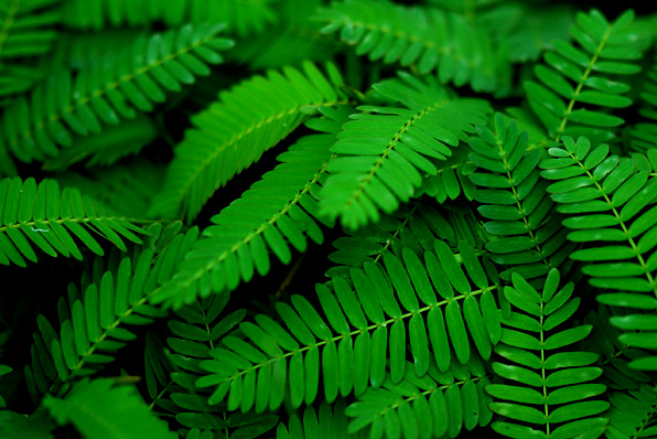 含羞草的藥用價(jià)值與功效 含羞草的功效與作用