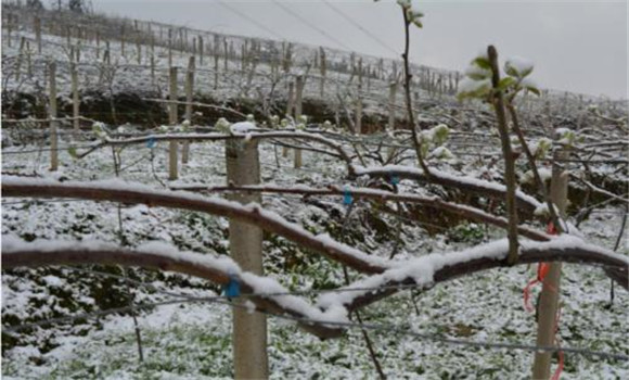 獼猴桃凍害的預防方法