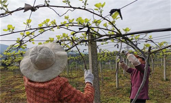 獼猴桃修剪技術(shù)要點