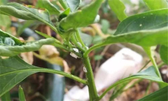 農民使用農藥的四大誤區(qū)