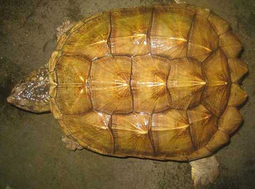 鱷魚(yú)的養(yǎng)殖