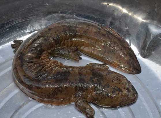 娃娃魚(yú)疾病防治