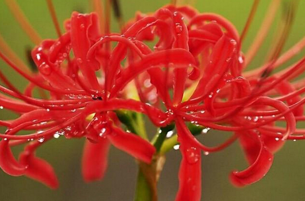 曼陀羅花的功效與禁忌 花卉的功效與作用