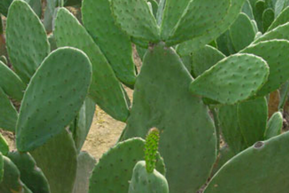 食用仙人掌的作用與營(yíng)養(yǎng) 仙人掌的功效與作用