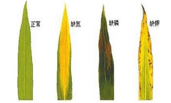 植物缺氮、磷、鉀元素時各有什么癥狀