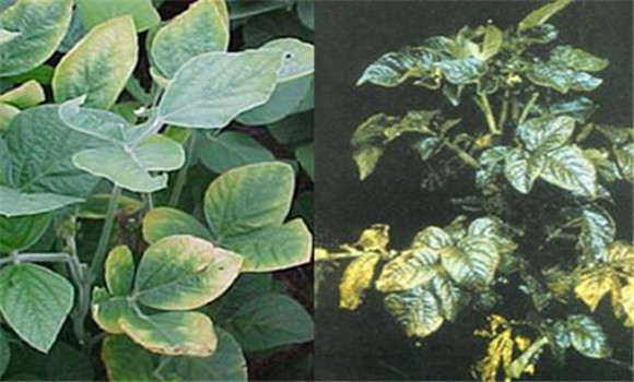 如何判斷植物缺少氮、磷、鉀元素