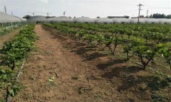 無花果的栽培技術要點有哪些？