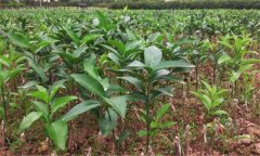 沃柑如何種植，種植沃柑應(yīng)該注意哪些問題？