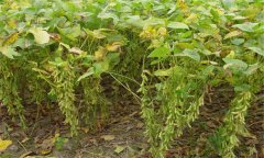 大豆有哪些常見病害，如何防治？