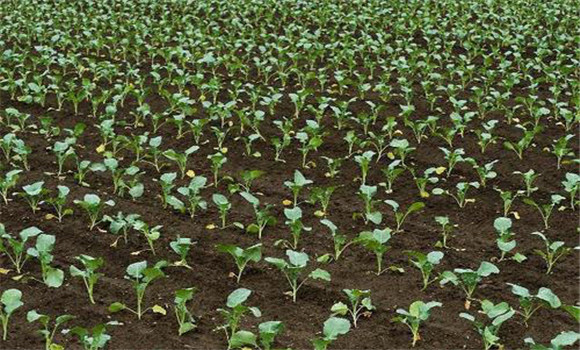 西蘭花的種植時間