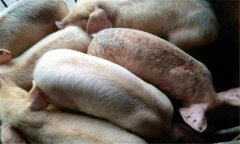 豬黑斑病的癥狀有哪些，豬黑斑病用什么藥治療