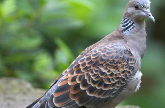 斑鳩養(yǎng)殖方法