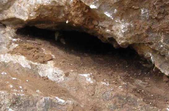 如何尋找野生蜜蜂窩 蜜蜂飼養(yǎng)方法