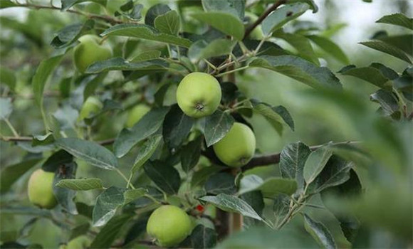 蘋(píng)果坐果率低的原因是什么