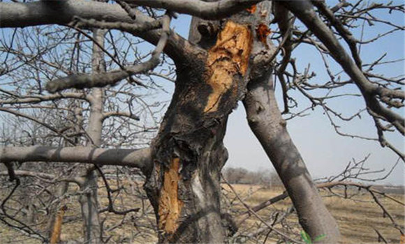 蘋果樹(shù)幾種常見(jiàn)病蟲害的綜合防治技術(shù)