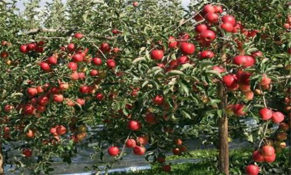 矮化蘋果結(jié)果早、收效快