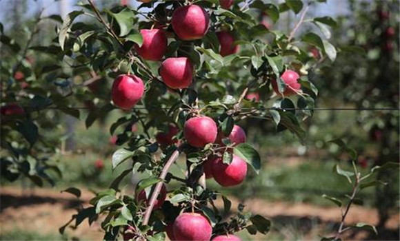 矮化蘋果果實(shí)著色好、品質(zhì)好