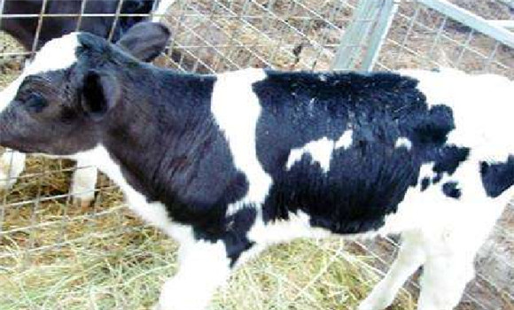 細(xì)菌原因?qū)е聽(tīng)倥８篂a