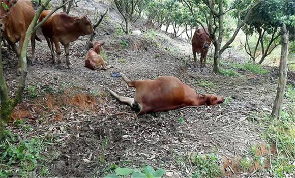 牛中毒的臨床癥狀