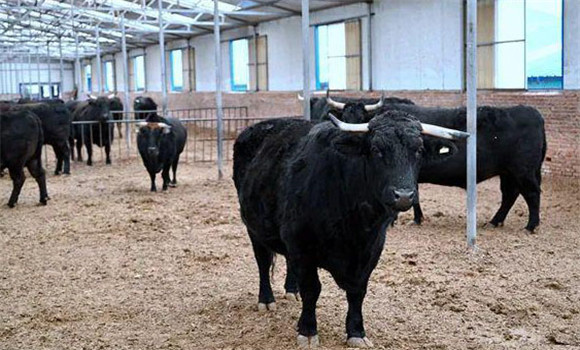 近年來我國奶牛養(yǎng)殖業(yè)取得的成就