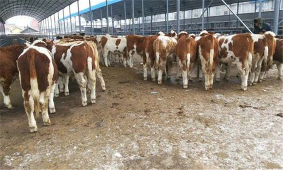 養(yǎng)牛場數(shù)目減少，經(jīng)營規(guī)模擴大