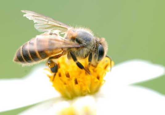 蜜蜂的養(yǎng)殖技術