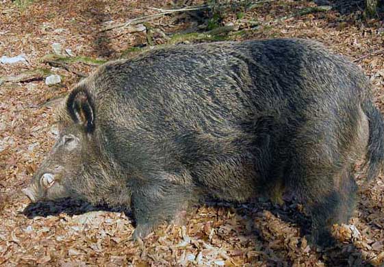 野豬養(yǎng)殖技術