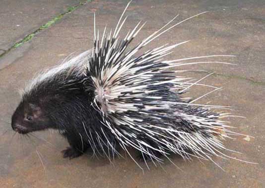 豪豬的養(yǎng)殖技術