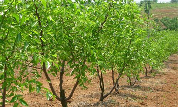 春季棗樹(shù)怎么管理