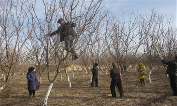不同樹齡時(shí)期杏樹的冬剪要點(diǎn)