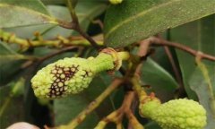 荔枝炭疽病的癥狀特征、防治方法及其發(fā)病規(guī)律