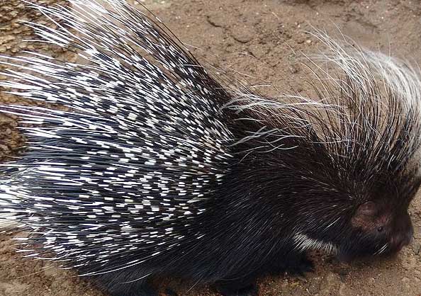 豪豬的養(yǎng)殖技術(shù)