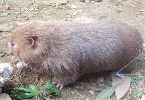 竹鼠養(yǎng)殖技術