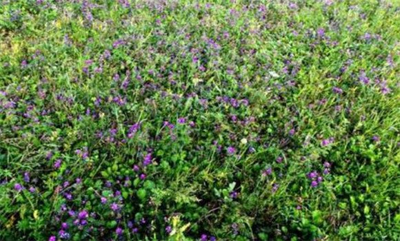 沙打旺牧草種植技術