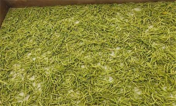 金銀花修剪時間和方法