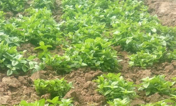 穿心蓮種植與管理技術(shù)要點