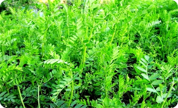 沙打旺的播種(栽培)方法