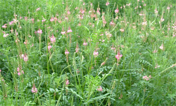 紅豆草品種有幾個(gè)，需要什么的生長(zhǎng)條件